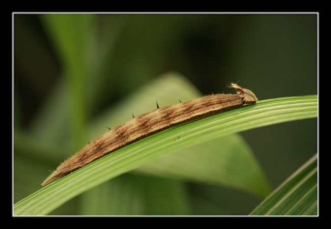 LT Chenille 03